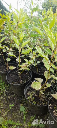 Дерен Элегантиссима