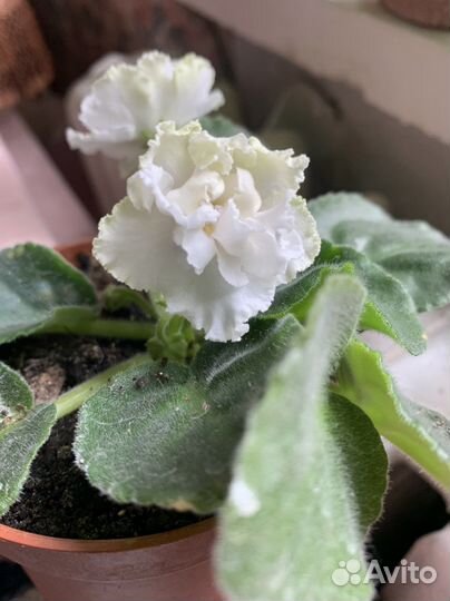 Фиалка сортавая