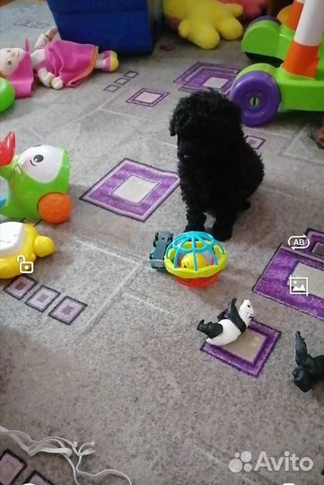 Той-пудель мальчик