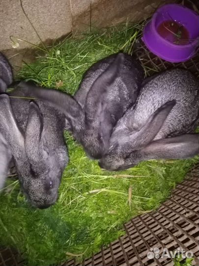 Продаются крольчата