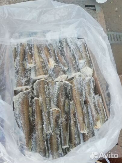 Рыба для животных