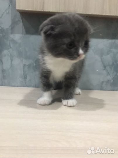 Вислоухие котята