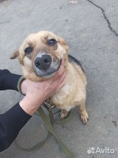 Собака в добрые руки