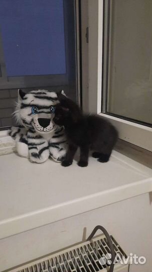 Котенок в добрые ручки