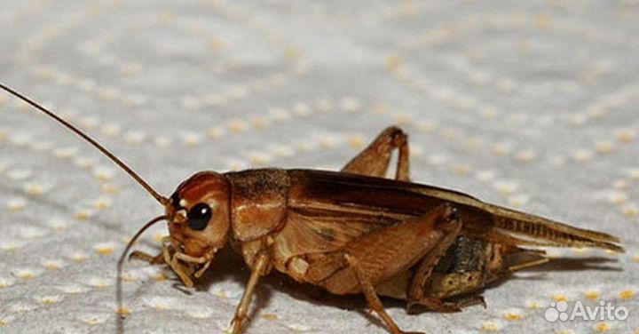 Cверчок банановый