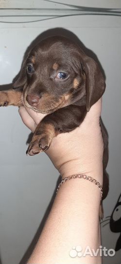 Щенки таксы