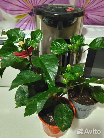 Сортовые гибискусы