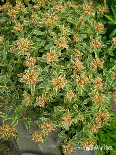 Очиток камчатский, бересклет