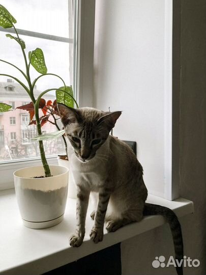 Передержка кошек, грызунов, птиц (опыт 4 года)