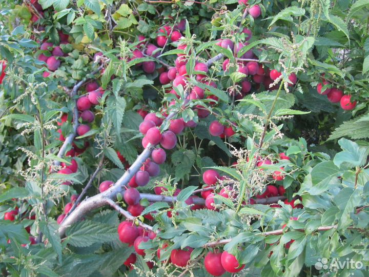 Саженцы Питомник растений 