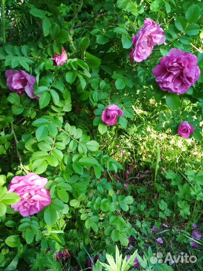 Роза Соловецкая