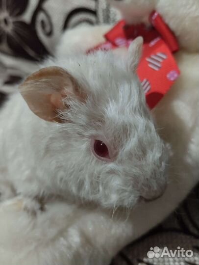 Морская свинка девочка