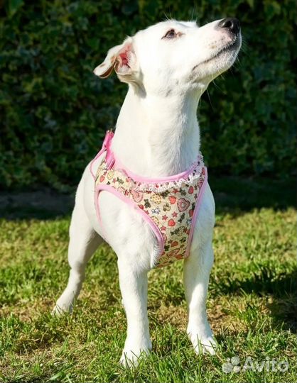 Мягкая шлейка жилетка с поводком Japan premium pet