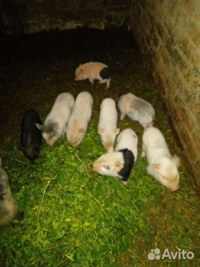 Вьетнамский вислобрюхий поросенок