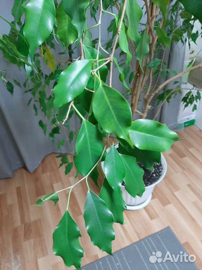Фикус бенджамина большой
