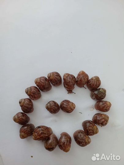 Улитки ахатины имакуляты