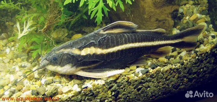 Сом платидорас