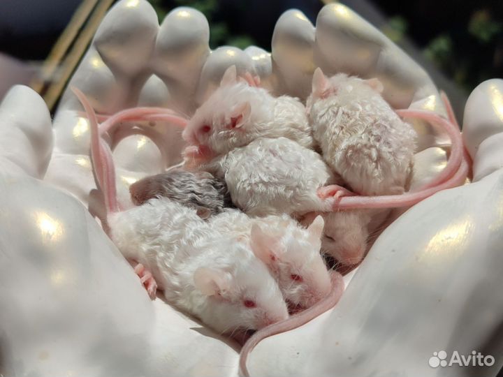 Кудрявые мышки