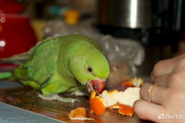 Ожереловый попугай