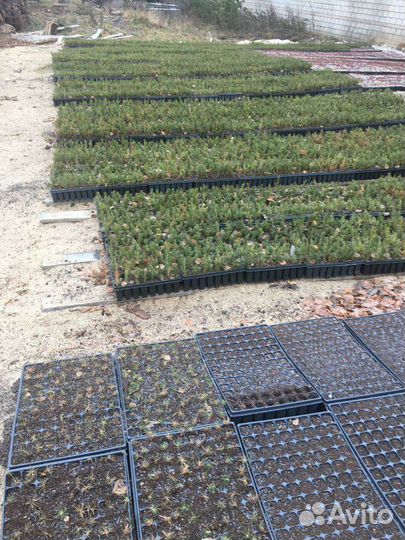 Саженцы елки