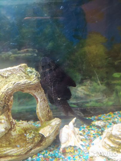 Аквариум с рыбками бу