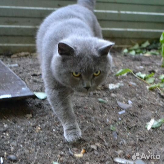 Кот нуждается в доме