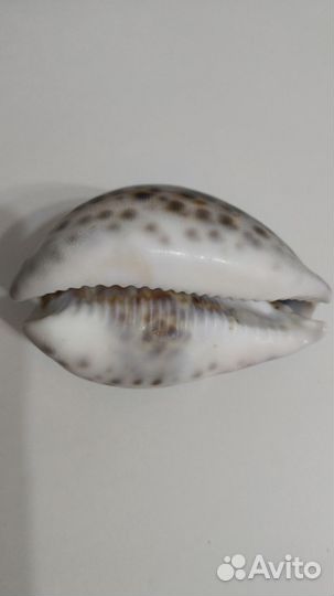 Ракушка (Ципрея)