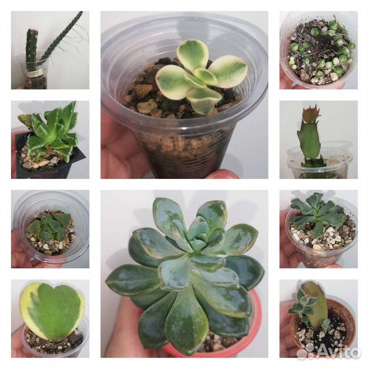 Суккуленты разные
