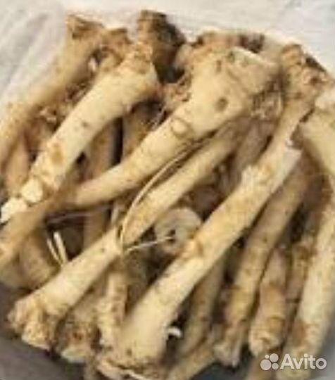 Корень хрена