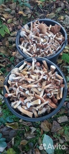 Продукты питания