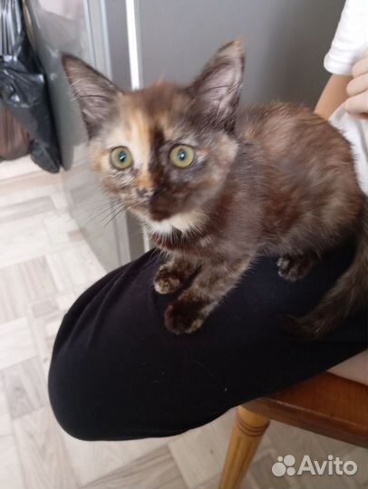 Кошечка в добрые руки