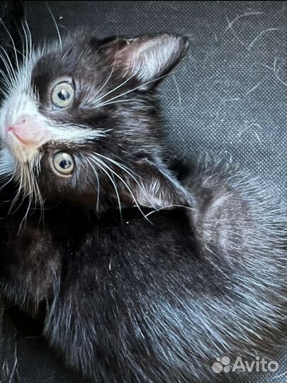 Домашний котёнок
