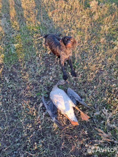 Щенки породы Дратхаар