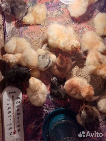 Цыплята амераукана и доминант яйца дают цветные