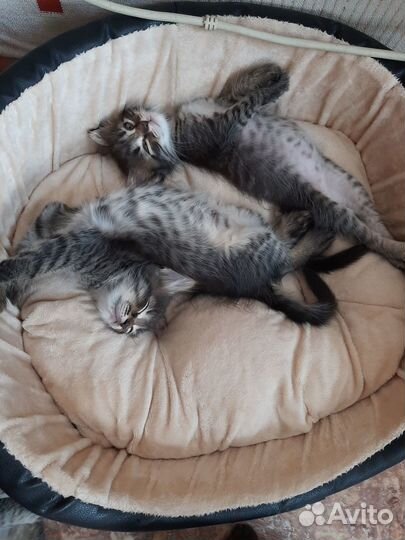 Котята в добрые руки даром