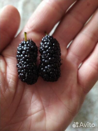 Саженцы шелковицы