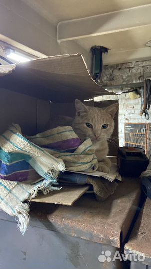 Кот в добрые руки