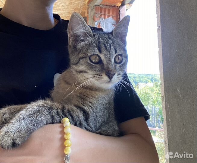 Котенок в добрые руки