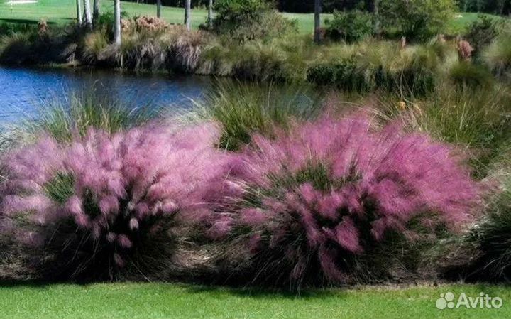 Мюленбергия волосовидная / Оленья трава