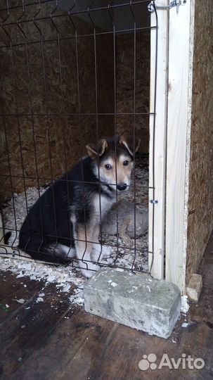 В добрые руки