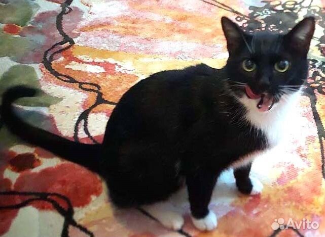 Молоденькая кошечка Алиса, в дар