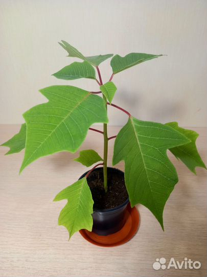 Пуансеттия