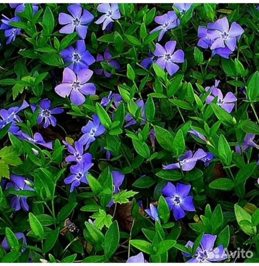 Многолетние садовые растения