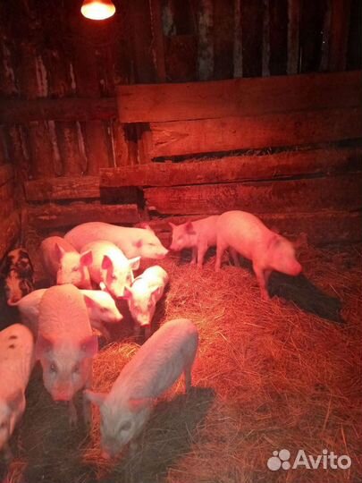 Продаю поросят возраст 1мес