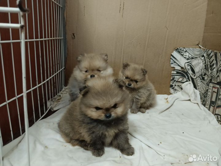 Померанский шпиц мини