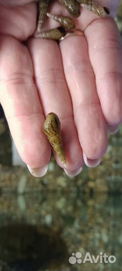 Улитки мелании