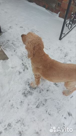 Отдам в добрые руки