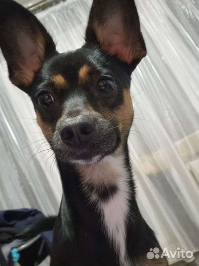 Той-терьер для вязки