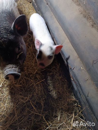 Вьетнамские поросята