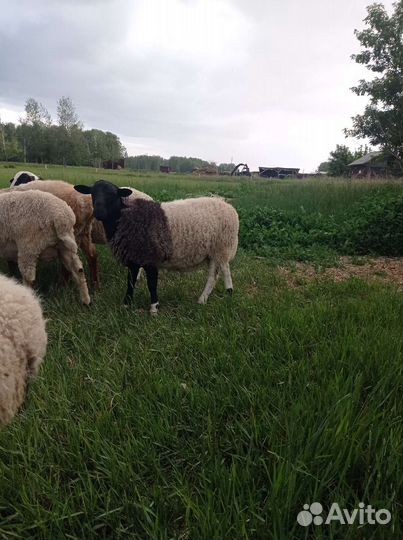 Бараны от дорпера